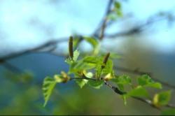 Közönséges nyírfa (Betula pendula) DEVA Európai virágeszencia