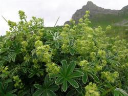  Havasi palástfű (Alchemilla alpina) DEVA Európai virágeszencia
