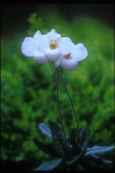  Purity of Heart orchidea eszencia