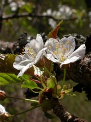 Vadcseresznyefa (Prunus avium) DEVA Európai virágeszencia