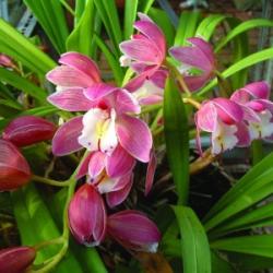  Csónakorchidea (Cymbidium hybridus - Cymbidium Orchid) Bailey virágeszencia 10ml