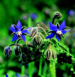 Kerti borágó (Borago officinalis) DEVA Európai virágeszencia