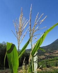 Kukorica (Zea mays) DEVA Európai virágeszencia