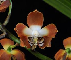  Love's Secret orchidea eszencia
