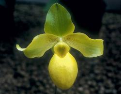  Settling with a Smile orchidea eszencia
