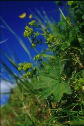 DEVA Európai virágeszencia Közönséges palástfű (Alchemilla vulgaris)