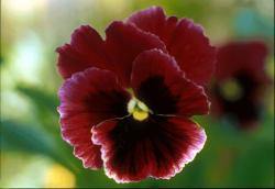 Háromszínű árvácska (Viola tricolor) DEVA Európai virágeszencia