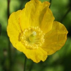 Sárga tibetimák (Meconopsis cambrica - Welsh Poppy) Bailey virágeszencia 10ml