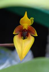  Centre Renewal orchidea eszencia
