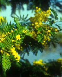 Mimóza (Acacia dealbata) DEVA Európai virágeszencia