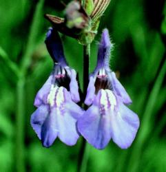 Orvosi zsálya (Salvia officinalis) DEVA Európai virágeszencia