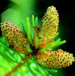 Lucfenyő (Picea abies) DEVA Európai virágeszencia