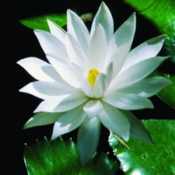 Fehér tündérrózsa (Nymphaea alba - White Lotus) Bailey virágeszencia 10ml