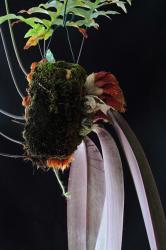  Shadow Warrior orchidea eszencia