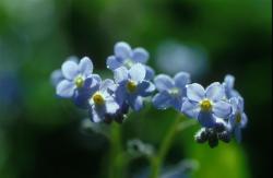 Nefelejcs (Myosotis sylvatica) DEVA Európai virágeszencia