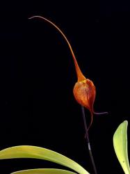 Crown of Consciousness orchidea eszencia