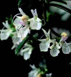 Rozmaring (Rosmarinus officinalis) DEVA Európai virágeszencia