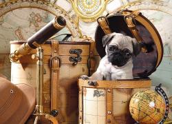 TACTIC Mopsz kiskutya 1000 db-os (53862)