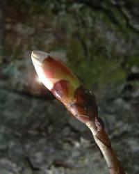  Vadgesztenye rügye (Chestnut Bud / Aesculus hippocastanum) DEVA Bach-virágeszencia