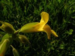 Sárga bohócvirág (Mimulus / Mimulus guttatus) DEVA Bach-virágeszencia