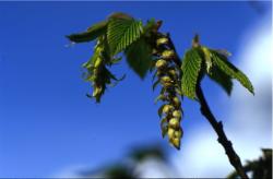 Gyertyán (Hornbeam / Carpinus betulus) DEVA Bach-virágeszencia