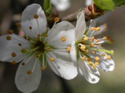 Cseresznyeszilva (Cherry Plum / Prunus cerasiferus) DEVA Bach-virágeszencia