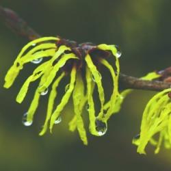 Kínai varázsmogyoró (Hamamelis mollis - Witch Hazel) Bailey virágeszencia 10ml