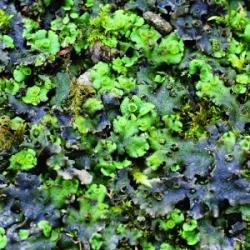  Csillagos májmoha (Marchantia polymorpha L. - Lichen) Bailey virágeszencia 10ml