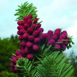 Szerb lucfenyő (Picea omorica - Siberian Spruce) Bailey virágeszencia 10ml