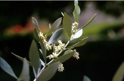  Olajfa (Olive / Olea europea) DEVA Bach-virágeszencia