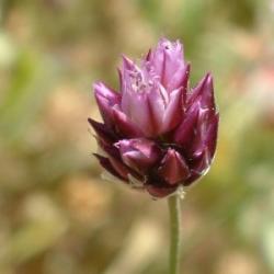  Bunkós hagyma ( Allium sphaerocephalon L. - Round-Headed Leek) Bailey virágeszencia 10ml