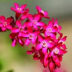  Vérvörös ribiszke (Ribes sanguineum - Flowering Currant) Bailey virágeszencia 10ml