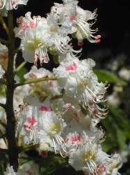 Vadgesztenye (White Chestnut / Aesculus hippocastanum) DEVA Bach-virágeszencia
