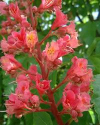 Vörös vadgesztenye (Red Chestnut / Aesculus carnea) DEVA Bach-virágeszencia