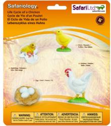 Safari Ltd Ciclul vietii la Pui (SAF662816)