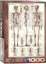 EUROGRAPHICS The Skeletal System 1000 db-os (6000-3970)