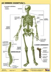 STIEFEL Tanulói munkalap, A4, STIEFEL Az emberi csontváz (VTM20) - webpapir