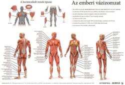 Stiefel Könyökalátét, kétoldalas, A3, STIEFEL Az emberi vázizomzat / érzékszervek (VTKA305) - webpapir