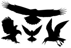  Madarak matrica nagyobbak ( üvegfelületen átrepülés ellen )