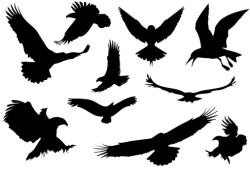  Madarak matrica kisebbek ( üvegfelületen átrepülés ellen )