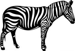 Zebra - falmatrica