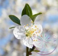  Bach virágterápia Cseresznyeszilva (6. Cherry plum) Bach virágeszencia