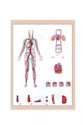  Sistemul Circulator - planșă de perete