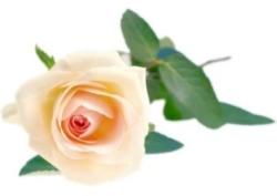  Angol rózsa illatolaj (NKC740397)
