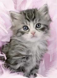 Ravensburger 14136 - Szürke cica - 500 db-os puzzle (14136)