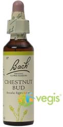 Bach Originals Flower Remedies Bach 7 Chestnut Bud (Castan Salbatic) Picaturi 20ml