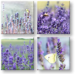  Falikép Lavender dream (modern vászonképek)