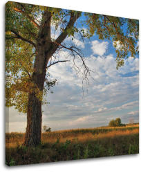 Falfestés TREES ST016E12