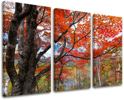 3-részes falfesték TREES ST012E30