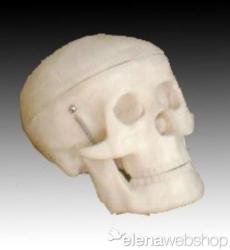  Anatómiai Kisméretű koponya